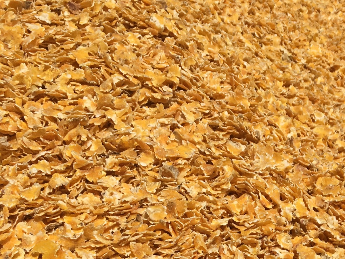 Bellaex HIO Steam Flaked Corn Machine: Revolutionizing Feed Processing