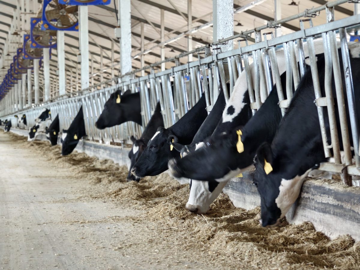 Embracing Industry Growth: Bellaex’s Role in the Rapidly Evolving Ruminant Feed Market