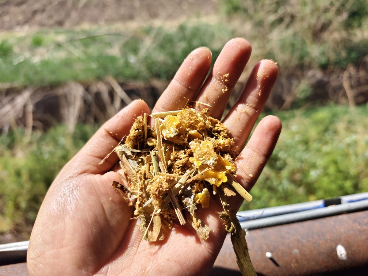 Corn Flaking Machine, Grinding, and Extrusion in Ruminant Feed Processing of Comparison