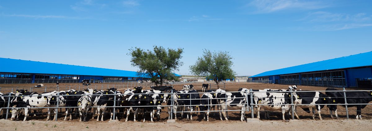 Knight Ranch Achieves 40% Cost Savings with Corn Flaker Machine