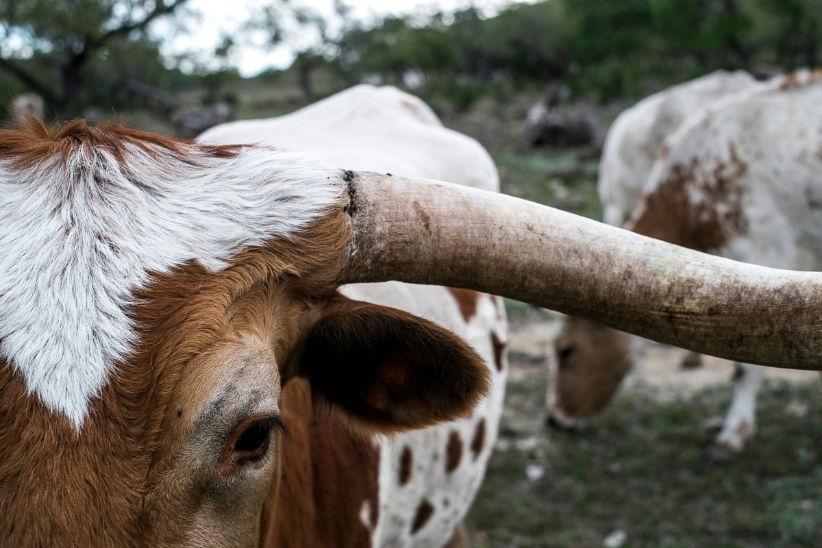 Corn flakes The Science Behind Feeding Cows Corn Flakes Instead of Ground Corn