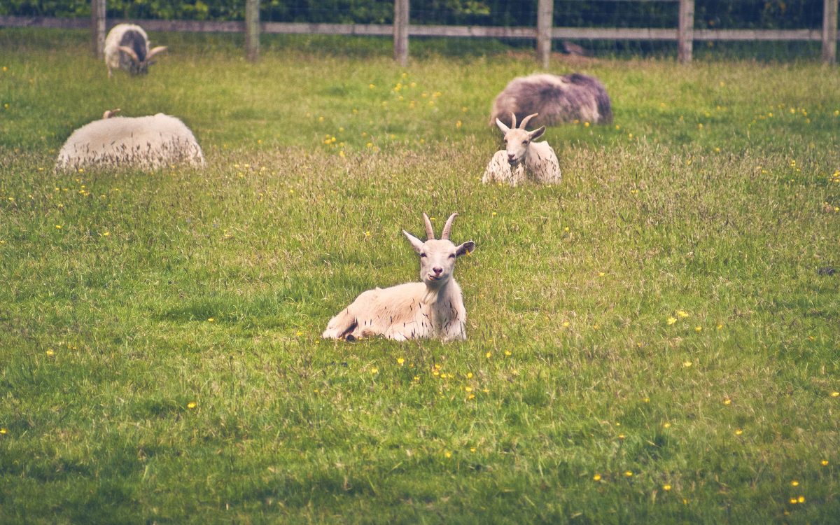Corn Flakes Machine: The Secret Weapon for Efficient Ranching